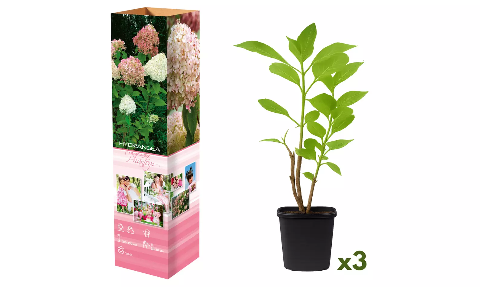 3x oder 6x Hortensien