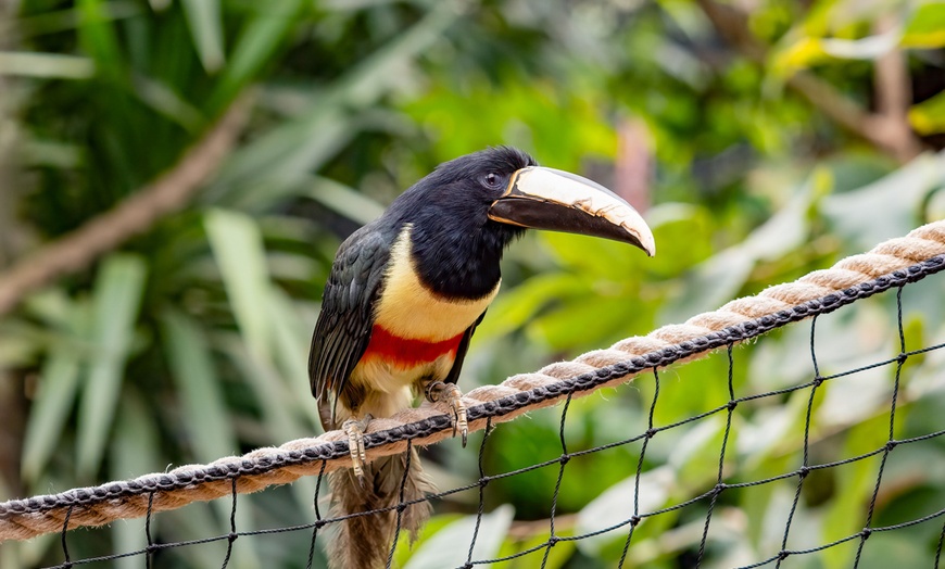 Image 4: Entreeticket Dierenpark Almere Jungle + hapje en drankje