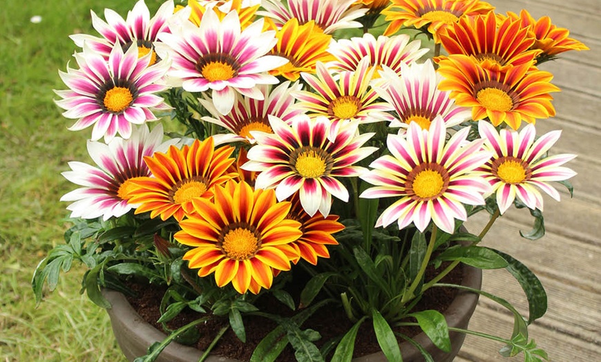 Image 2: 10 or 20 Gazania 'Firecracker' Garden-Ready Plants