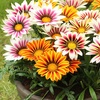 Image 2: 10 or 20 Gazania 'Firecracker' Garden-Ready Plants