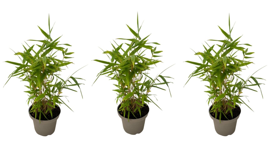 Image 2: Bambú Black (Fargesia nitida 'Black Dragon')