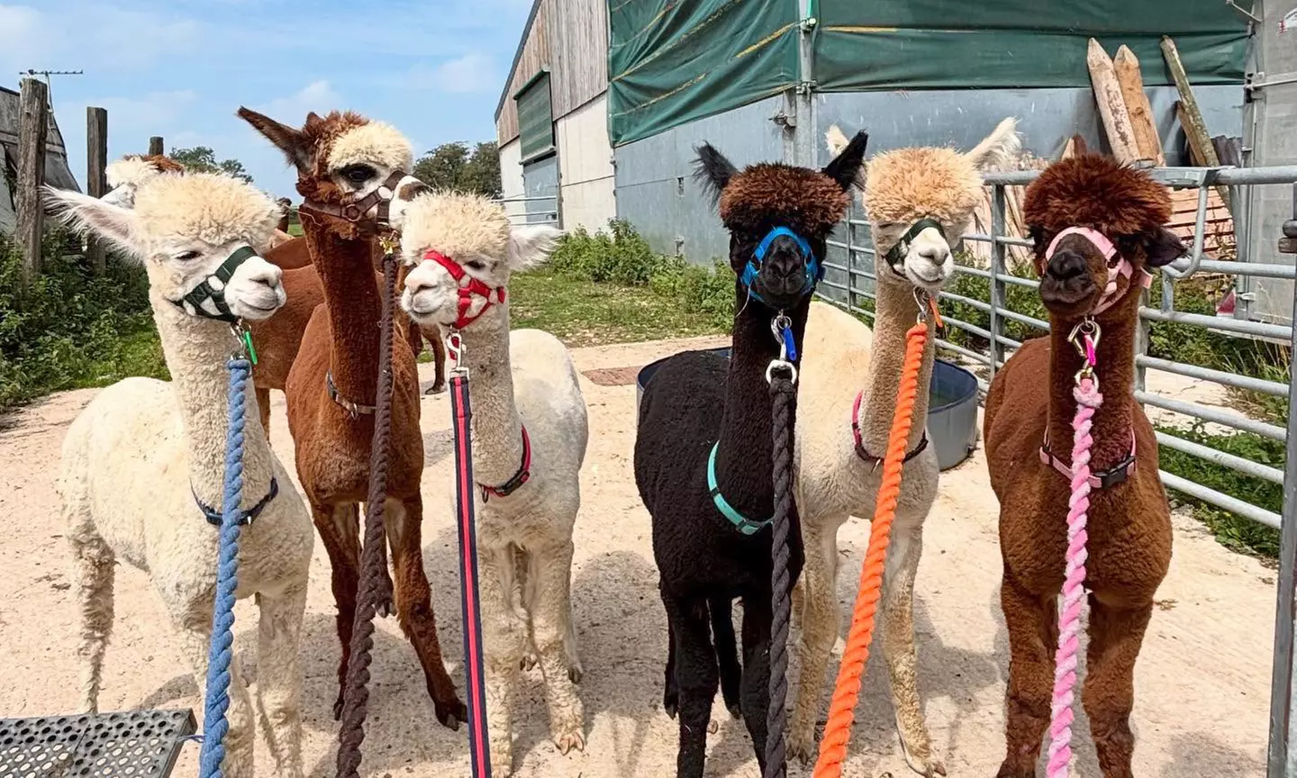 Up to 57% Off on Zoo / Animal Park at Rustic Retreats