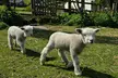 Experience Shepherd Life with Half Day or 1 Hour Farm Activities at Ivy Cottage Pedigree Ryelands(Up to 27% Off) - Image 3