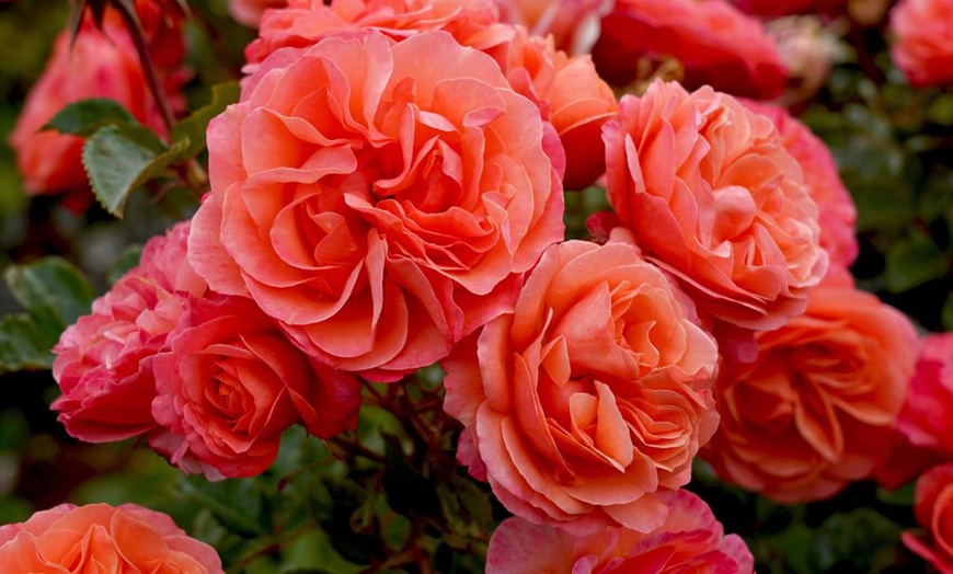 Image 1: 1 or 2 Rose 'Coral Garden' Elegant Coral-Pink Blooms, Bare Root Plants