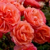 Image 1: 1 or 2 Rose 'Coral Garden' Elegant Coral-Pink Blooms, Bare Root Plants