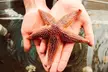 Explore Marine Wonders with Back to the Sea Centre's Admission Up to 6 Kids, Adults or Seniors  At  33% Off - Second Medium
