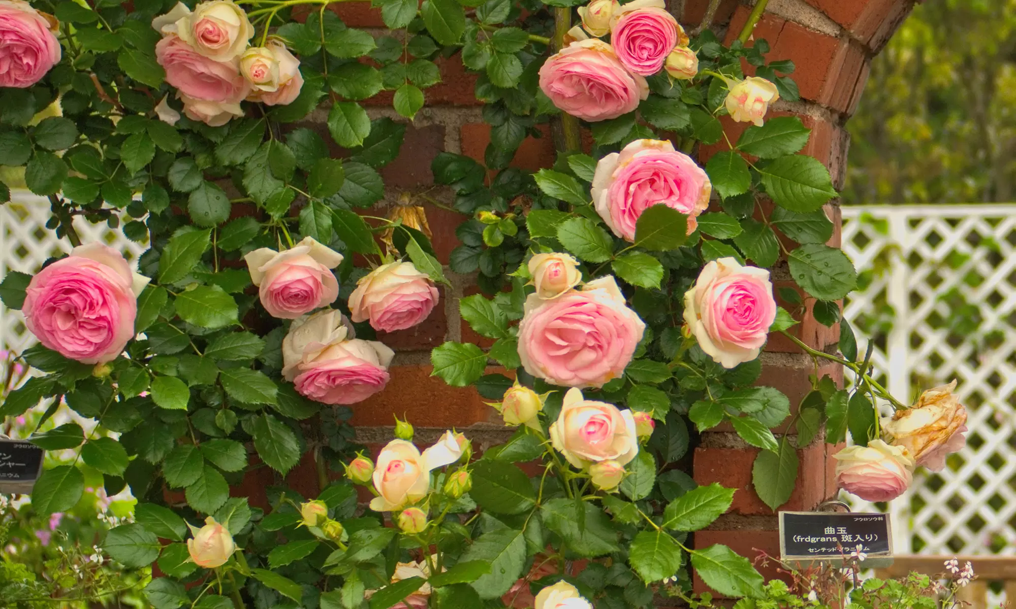 Lot de 2 ou 4 rosiers grimpants Pierre de Ronsard Meiviolin de Willemse France - Image 5