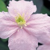 Image 14: One, Two or Three Clematis Potted Plants