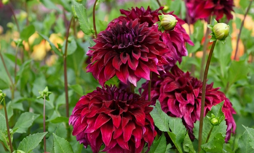 Image 5: Dahlia Romantic Bouquet Mix