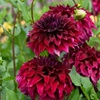 Image 5: Dahlia Romantic Bouquet Mix