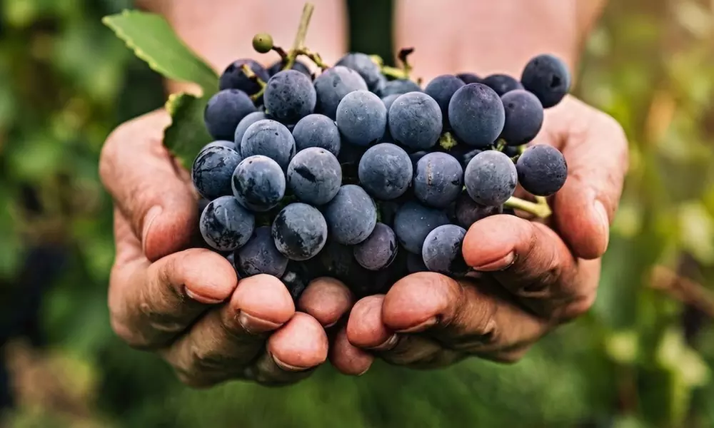 Sip and Savor: Wine Tasting Flight for Group of 2, 4, 6 or 8