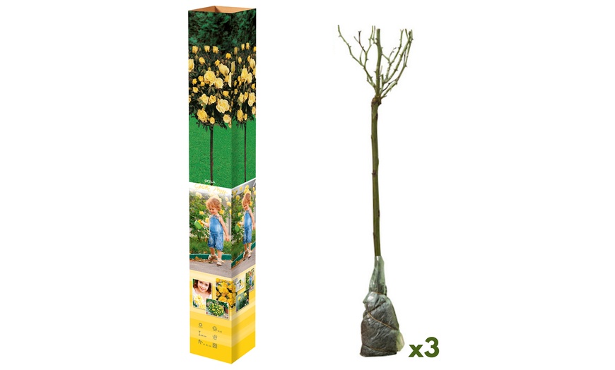 Image 7: 3 ou 5 mini-rosiers résistants