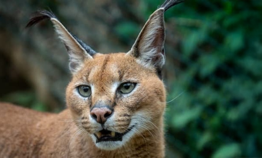 Image 3: ARK Wildlife Park Entrance Tickets – Fun for All Ages