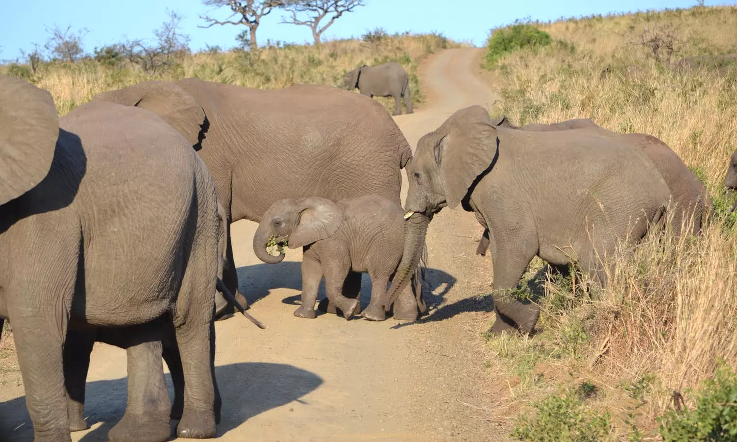 ✈ 9-Day South Africa Trip with Air from smarTours. Price per Person Based on Double Occupancy (Buy 1 Voucher/Person). - Primary Image