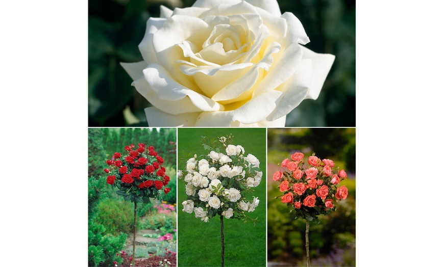 Image 2: 3 o 5 piante di rose da giardino