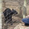 Image 3: Safari Park Passes with Drive Through and Walk Through Access