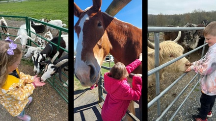 One Petting Farm Ticket - General Admission - Green Meadows Petting Farm