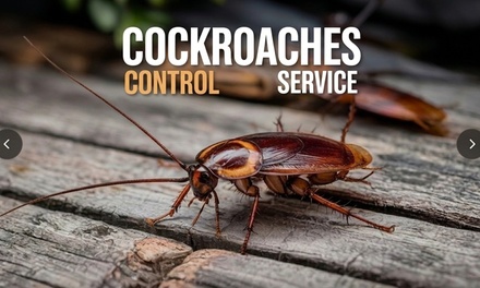 Gel Cockroach Treatment with 15-Day Warranty - Impressive Exterminating Pest Control