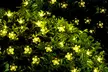 1 ou 2 guirlandes de 30 lampes à fleurs solaires à LED - Image 2
