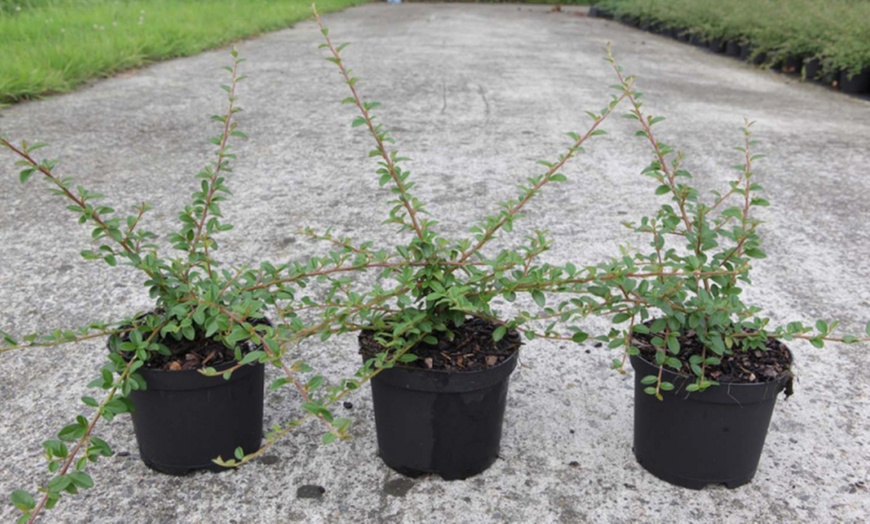 Image 2: Cotoneaster Coral Beauty Plants