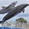 Image 3: Experience an Unforgettable Dolphin Adventure!