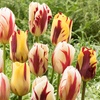 Image 2: 30x oder 60x Tulpen-Blumenzwiebel „Flaming Beauty“
