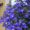 Image 1: Lobelia Crystal Palace Blue Garden-Ready Plants