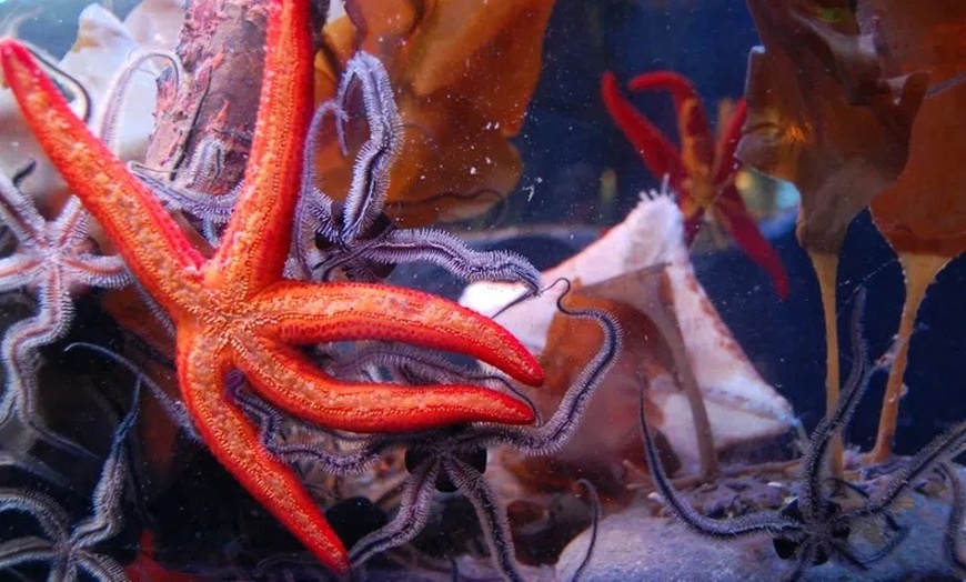 Image 17: Oberhausen: 1-2 Nächte inkl. Frühstück & SEA LIFE und LEGOLAND®