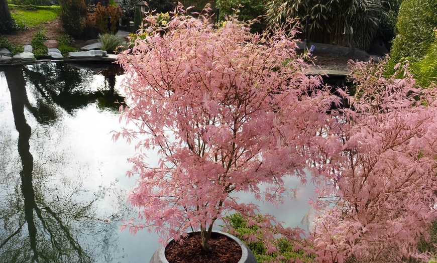 Image 4: YouGarden Acer Trees, Gift Wrapped, Various Foliage Colours