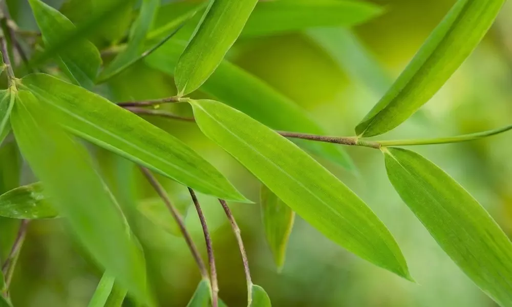 1 o 2 piante Fargesia 'Red Dragon'