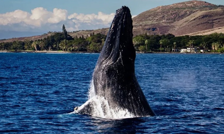 Image 1: Whale Watching at 1:00 PM – Tickets for Adults, Kids & Families