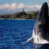 Image 1: Whale Watching at 1:00 PM – Tickets for Adults, Kids & Families