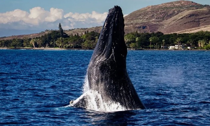 Whale Watching at 1:00 PM – Tickets for Adults, Kids & Families