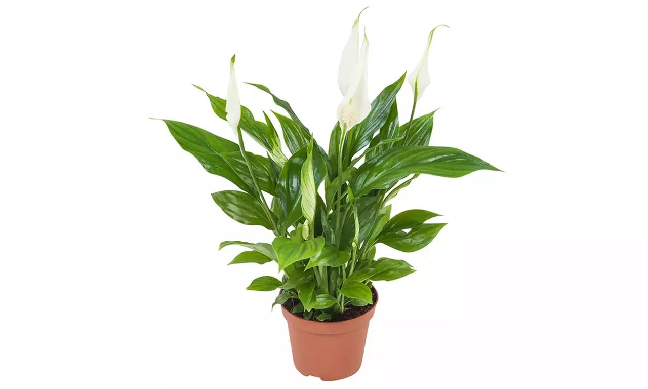 Set van 5 luchtzuiverende kamerplanten