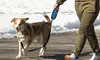 16ft Automatic Retractable Dog Leash Pet Collar Automatic Walking Lead FreeLeash