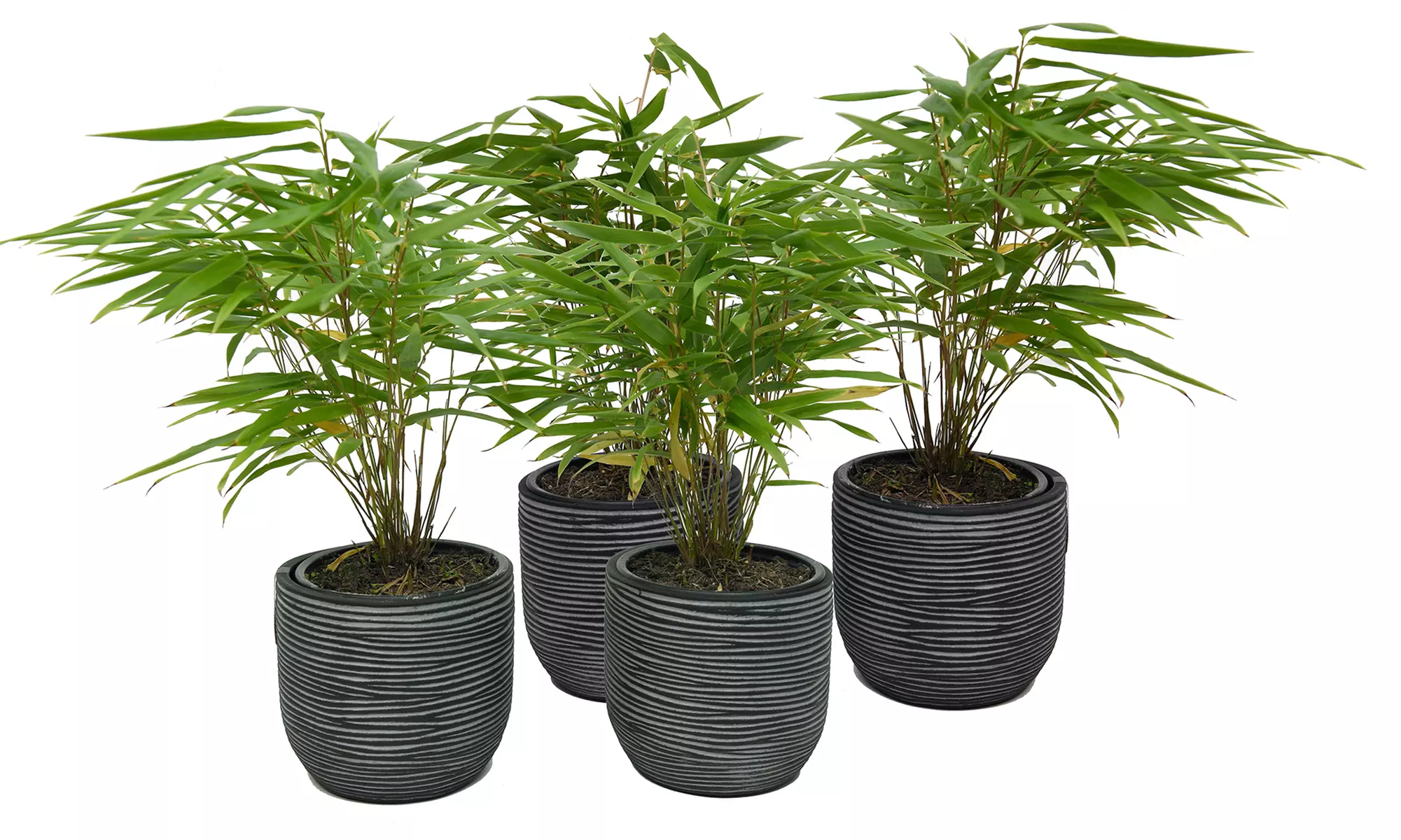 1x oder 2x oder 4x Bambus-Pflanze „Fargesia"