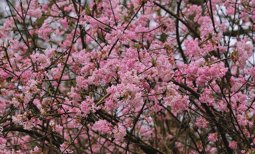 Image 3: Potted Viburnum Hardy Shrubs