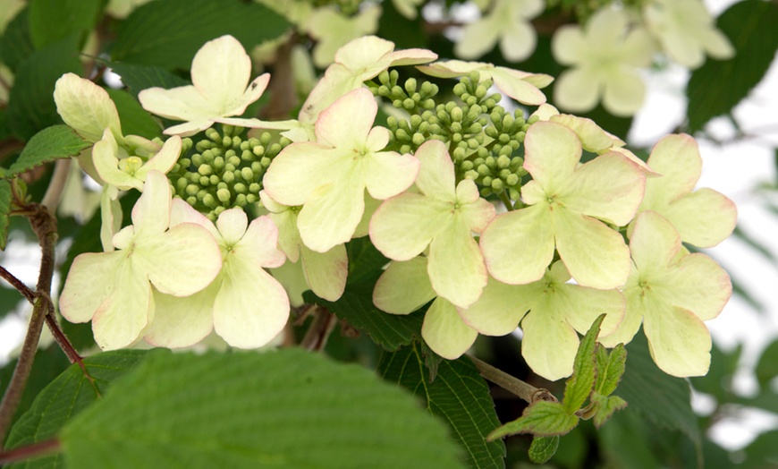 Image 14: Potted Viburnum Hardy Shrubs