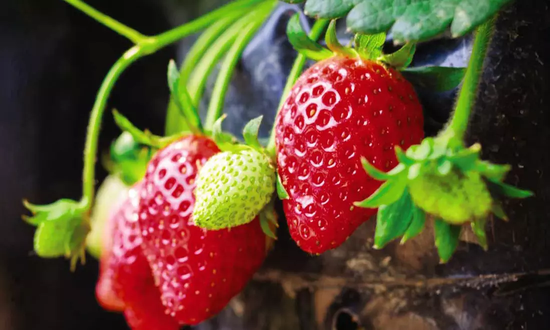 Summer Strawberry Harvest Collection