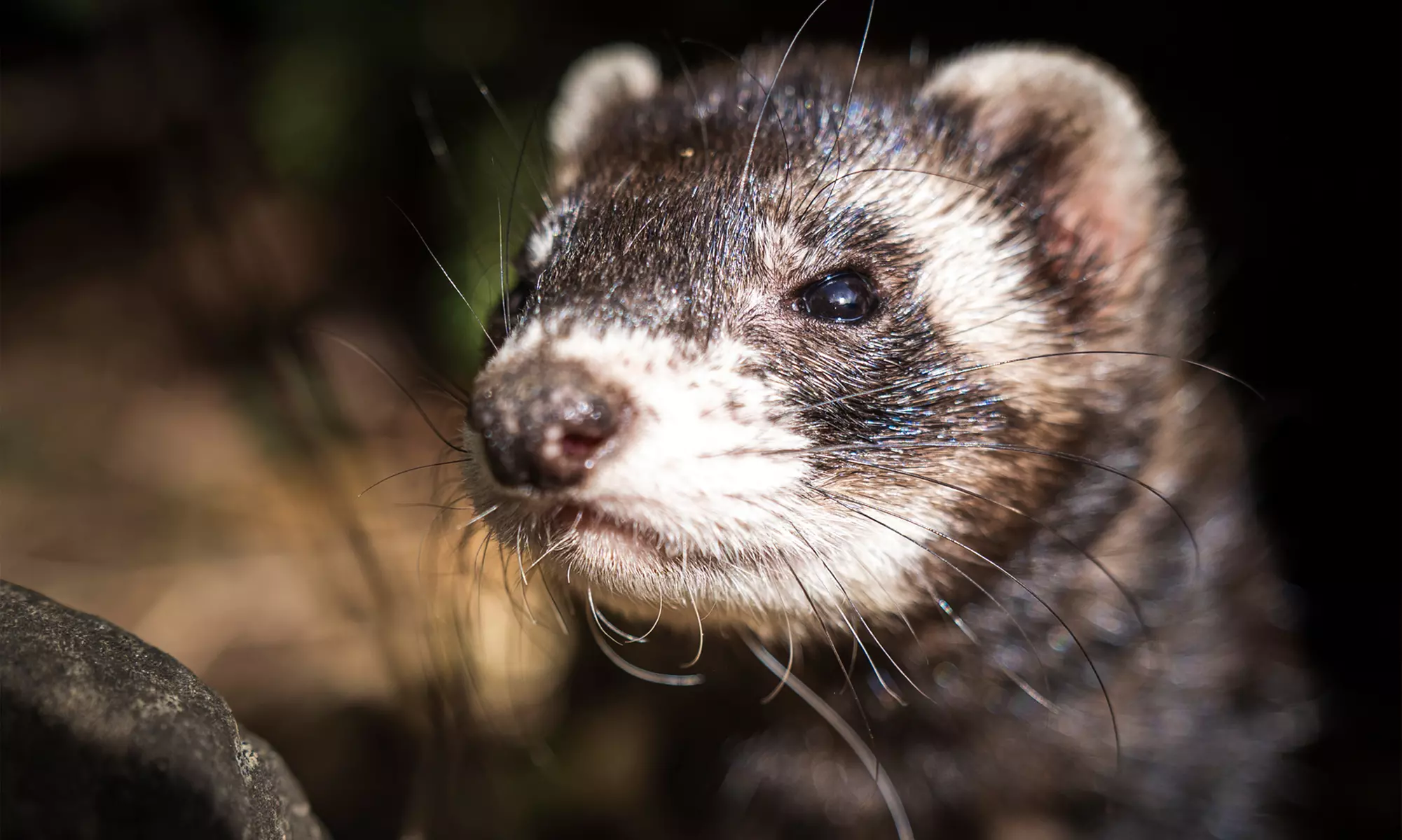 Entrée pour le Parc’Ours : balade nature et animaux des Pyrénées