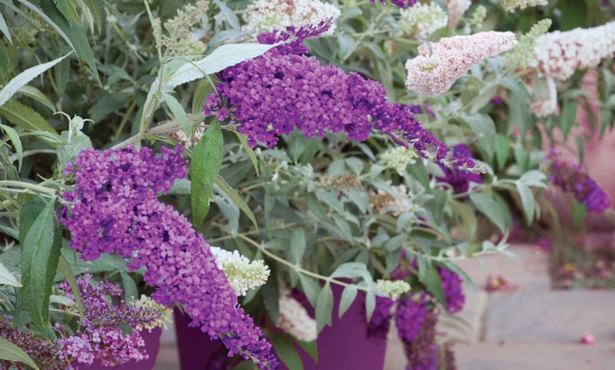 Image 6: Buddleja Buzz 3-in-1 Collection Hardy Shrub Plants