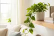 Your Healthy Home Hero: Golden Pothos – Air-Purifying & Low-Maintenance from House Plant Shop with Free Shipping Up to 15% Off - Second Medium