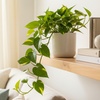 Image 2: Golden Pothos in 4", 6", and 8" Sizes with Free Shipping – Air-Purifying & Simple Care Plant Up to 15% Off