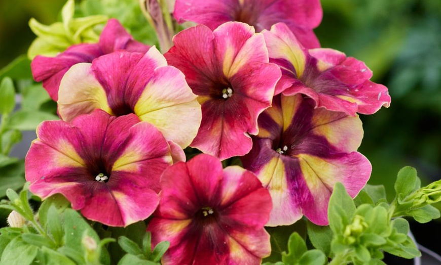 Image 24: Pack of 15 Garden Ready Mixed Variety Petunia Plants