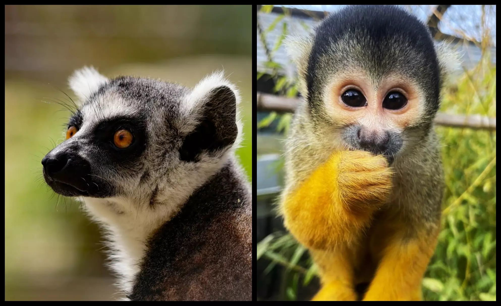 Entry to Hemsley Conservation Centre + Capybara or Sloth Adoption Pack