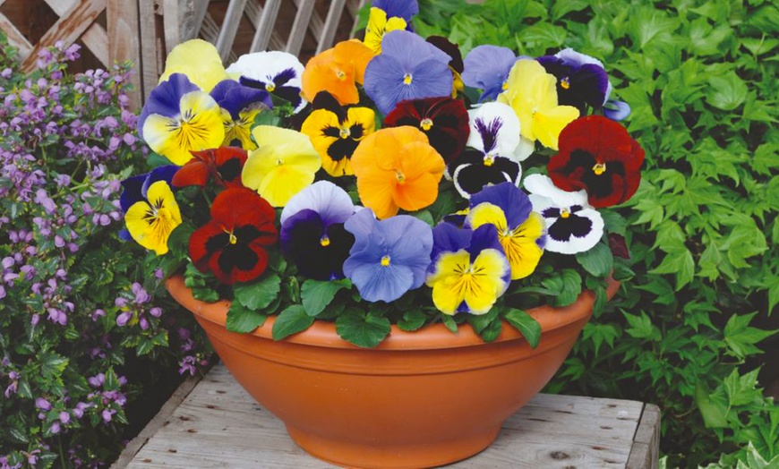 Image 2: 60 or 120 Plug Plants of Winter Bedding Collection 