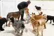 Full Day of Doggy Day Care Or Get $50 or $100 Credit Dog Grooming at Houndz Paradise (Up to 31% Off) - Image 2