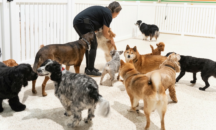 Image 2: Full Day of Doggy Day Care Or Get $50 or $100 Credit Dog Grooming