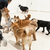 Image 2: Full Day of Doggy Day Care Or Get $50 or $100 Credit Dog Grooming