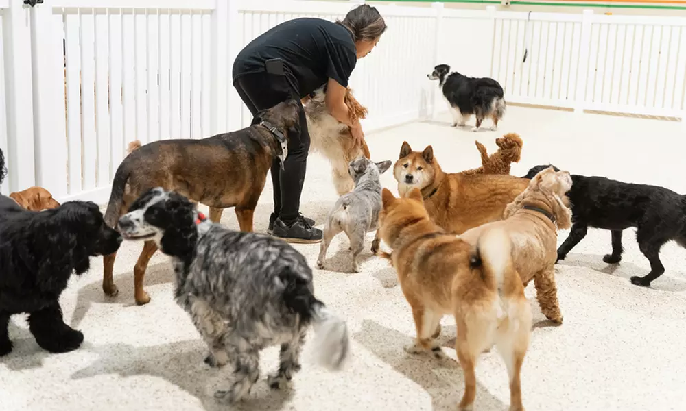 Full Day of Doggy Day Care Or Get $50 or $100 Credit Dog Grooming